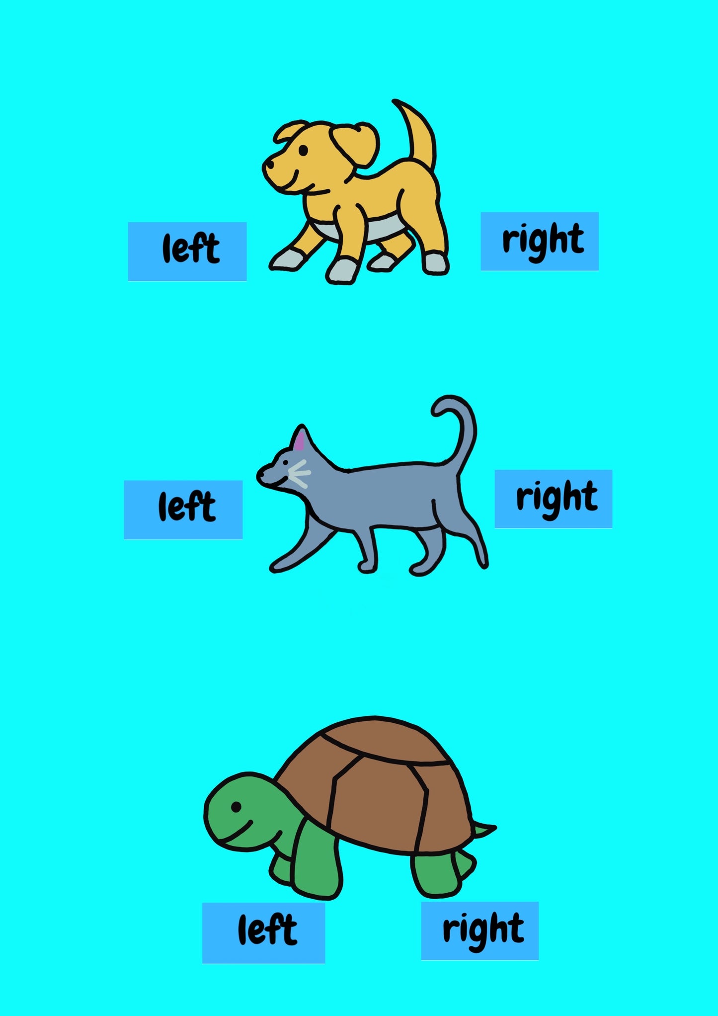 Pet Pairs